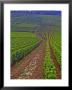 Vines In Grand Cru Vineyards, Romanee Conti And Richebourg Leading To La Romanee, Vosne by Per Karlsson Limited Edition Print