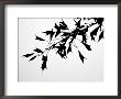 Leaf Silhouette by Nicole Katano Limited Edition Print