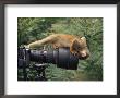 Squirrel Monkey, Investigates Camera, Amazonia, Ecuador by Pete Oxford Limited Edition Pricing Art Print