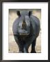 White Rhinoceros, Etosha National Park Namibia Southern Africa by Tony Heald Limited Edition Pricing Art Print