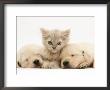 Lilac Tortoiseshell Kitten Between Two Sleeping Golden Retriever Puppies by Jane Burton Limited Edition Print
