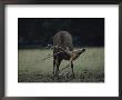 A Pere Davids Deer Scratches Its Antlers by Bates Littlehales Limited Edition Pricing Art Print