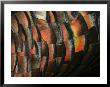 Wild Turkey Feather Close-Up, Las Colmenas Ranch, Hidalgo County, Texas, Usa by Arthur Morris Limited Edition Pricing Art Print