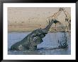 An African Elephant Spurts Water With Its Truck As Two Giraffes Watch In The Background by Roy Toft Limited Edition Print