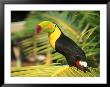 Parrot In Bird Park, Bay Islands, Hd by Tom Stillo Limited Edition Print