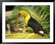 Parrot In Bird Park, Bay Islands, Hd by Tom Stillo Limited Edition Print