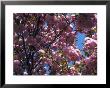 Flowering Cherry Tree, Ct by Kurt Freundlinger Limited Edition Pricing Art Print