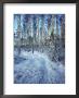 Sweden, Torso, Lake Vanern, Trail by James Denk Limited Edition Print