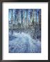 Sweden, Torso, Lake Vanern, Trail by James Denk Limited Edition Print