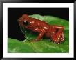 Close View Of A Strawberry Poison Dart Frog by George Grall Limited Edition Print