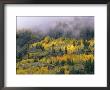 Autumn Aspen In Fog, San Juan Mountains, Colorado, Usa by Chuck Haney Limited Edition Pricing Art Print
