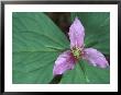 Trillium Along Trail To Sol Duc, Olympic National Park, Washington, Usa by Jamie & Judy Wild Limited Edition Print