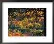 Yellow Leaves Of A Sugar Maple, Green Mountains, Vermont, Usa by Jerry & Marcy Monkman Limited Edition Print