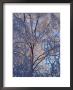 A Trees Branches Are Covered In Ice by Paul Nicklen Limited Edition Print