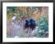 A Black Bear Looks Out Of A Forest While Hunting For Food by Taylor S. Kennedy Limited Edition Pricing Art Print