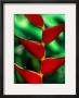 Rainbow Heliconia by Janet Generalli Limited Edition Print