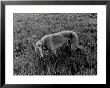 Greyhound In Field by Traer Scott Limited Edition Pricing Art Print