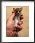 Russet Mouse Lemur, Held In Hand To Show Small Size, Kirindy, Madagascar by Pete Oxford Limited Edition Print