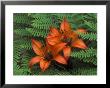 Wood Lilies In Ferns, Bruce Peninsula National Park, Canada by Claudia Adams Limited Edition Print