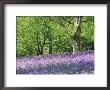 Bluebells In Woods, Springtime by Jon Arnold Limited Edition Print