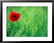 Common Poppy (Papaver Rhoeas) In Field Of Barley Wheat In Wheatcroft Area, Matlock, United Kingdom by Andrew Parkinson Limited Edition Print