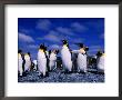 King Penguins (Aptenodytes Patagonicus) On Beach At Sandy Bay, Macquarie Island, Antarctica by Grant Dixon Limited Edition Print