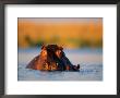 A Female Hippotamus And Her Youngster Enjoy A Dip In Their Favorite Water Hole by Beverly Joubert Limited Edition Print