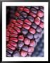 Closeup Of Dried Corn by Fogstock Llc Limited Edition Print
