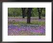 Field Of Texas Blue Bonnets, Phlox And Oak Trees, Devine, Texas, Usa by Darrell Gulin Limited Edition Print