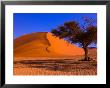 Flourishing Tree With Soussevlei Sand Dune, Namibia by Joe Restuccia Iii Limited Edition Print