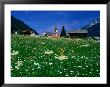 Field Of Flowers, Austria by Chris Mellor Limited Edition Print