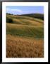 Rolling Hills Of Tuscan Countryside, Italy by Bethune Carmichael Limited Edition Print
