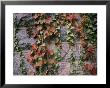 Ivy On A Stone Wall by Al Petteway Limited Edition Pricing Art Print