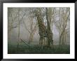 A Giraffe Stands In The Early Morning Mist by Chris Johns Limited Edition Print