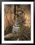 Leopard, Panthera Pardus, Londolozi Game Reserve by Yvette Cardozo Limited Edition Print