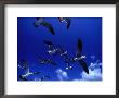 Flock Of Franklin's Gulls (Larus Pixpican) In Flight, Costa Rica by Alfredo Maiquez Limited Edition Print
