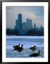 Four Canada Geese On Frozen Lagoon With North Loop Skyline In Background, Chicago, Usa by Charles Cook Limited Edition Print