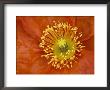 Icelandic Poppy Detail, Cannon Beach, Oregon, Usa by Jamie & Judy Wild Limited Edition Pricing Art Print