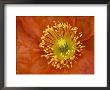 Icelandic Poppy Detail, Cannon Beach, Oregon, Usa by Jamie & Judy Wild Limited Edition Print