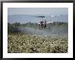 Helicopter Spraying Apple Orchards, Yakima Valley by Sisse Brimberg Limited Edition Print