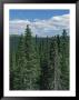 Tall Evergreen Forest In Mountains Under A Sky With Puffy Clouds by Bill Curtsinger Limited Edition Print