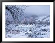 Fresh Snow On Meadow, Aspen, Co by Hal Gage Limited Edition Print