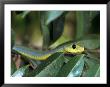 Boomslang, Dispholidus Typus, Tanzania by Robert Franz Limited Edition Print