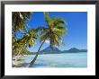 Palm Trees And Beach, Bora Bora, Tahiti, Society Islands, French Polynesia, Pacific by Mark Mawson Limited Edition Pricing Art Print