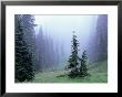Fir Trees And Fog, Mt. Rainier National Park, Washington, Usa by Jamie & Judy Wild Limited Edition Pricing Art Print