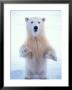 Polar Bear Standing On Pack Ice Of The Arctic Ocean, Arctic National Wildlife Refuge, Alaska, Usa by Steve Kazlowski Limited Edition Print