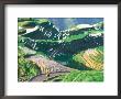 Landscape Of Rice Terraces, Guangxi, China by Keren Su Limited Edition Print