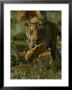 Tiger In An Enclosure At Madhav National Park by Michael Nichols Limited Edition Pricing Art Print