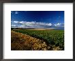 Farmland Between Crail And Kingbarns, Crail, Fife, Scotland by Jon Davison Limited Edition Print