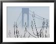 Verrazano-Narrows Bridge In Morning Fog, Staten Island, New York, Usa by Walter Bibikow Limited Edition Print